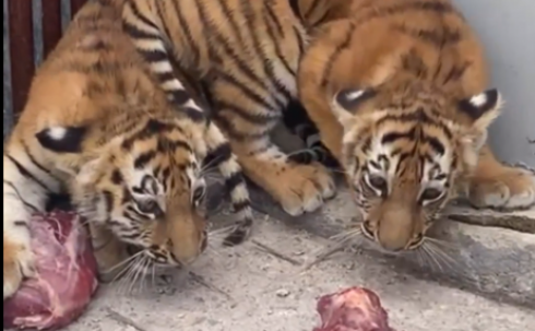 Новость о рождении тигрят в карагандинском зоопарке стала самой позитивной за этот год на портале ekaraganda.kz.
