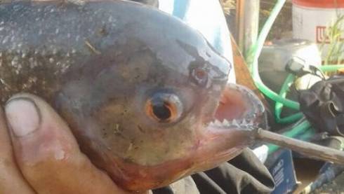 Пиранья, выловленная в канале Нура — Есиль, покусала рыбака