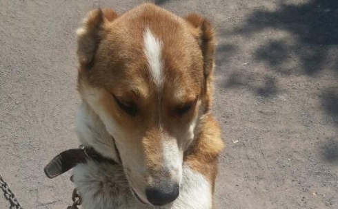 В Караганде волонтеры продолжают настаивать на возбуждении уголовного дела по факту жестокого обращения с собакой на глазах у детей