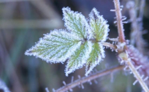 В Карагандинской области ожидаются заморозки