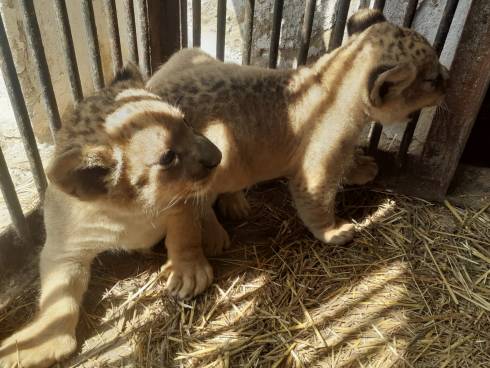 Зоопарк предлагает карагандинским школьникам придумать имена новорождённым львятам