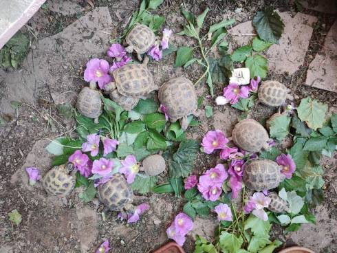 Черепахи — не питомцы: как в Казахстане с участием карагандинских зоозащитников спасают степных черепах