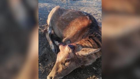 Олени с обрезанными рогами возмутили посетителей зоопарка в Караганде