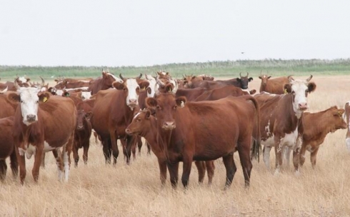 В Карагандинской области задержан скотокрад, похитивший гурт крупного рогатого скота