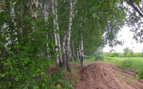 72% опрошенных карагандинцев считают неоправданной вырубку деревьев в березовой роще