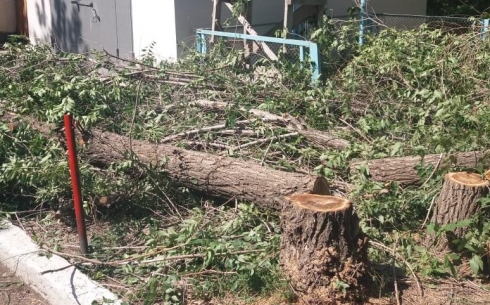 Вырубка 20 деревьев в Караганде: полиция отправила дело в архив