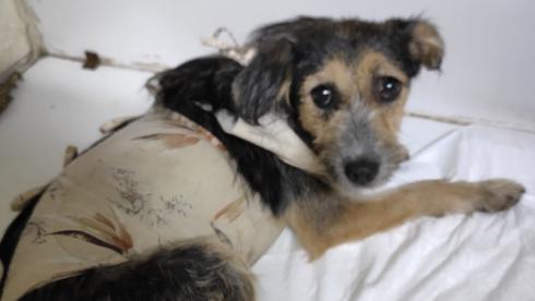 28 ножевых ранений: спасенной волонтерами собаке подарили будку в Караганде