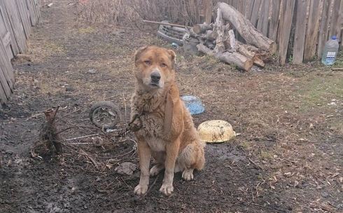 Спасение алабая в Караганде: собака по кличке Самурай обрела приют
