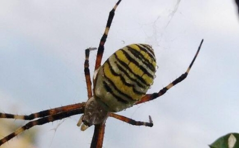 Большой паук с ярким окрасом напугал карагандинку 