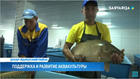 Поддержка и развитие аквакультуры активно проводится в Карагандинской области
