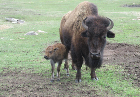 В Каркаралинском национальном парке родился детеныш бизона