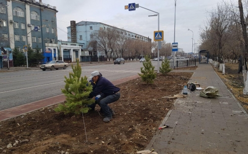 В Караганде посажены 450 берез и 12 сосен вместо вырубленных деревьев на улице Гоголя