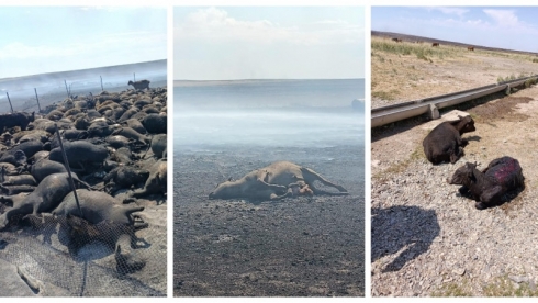 Мужчина и сотни животных погибли в степи в Карагандинской области