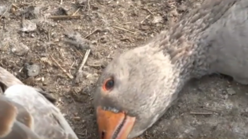 В Карагандинской области массово гибнет домашняя птица