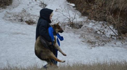 Волонтеры спасли собаку из бетонной западни в Карагандинской области