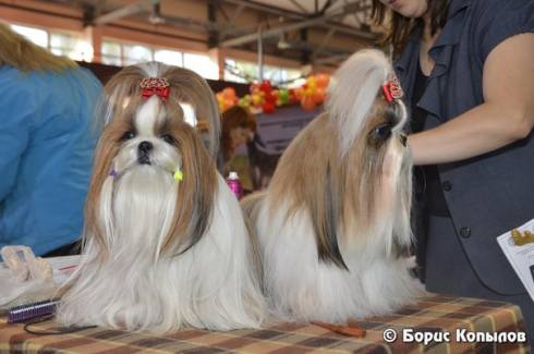 В Караганде прошла интернациональная выставка собак всех пород 