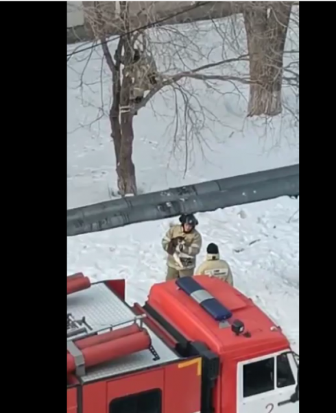 В Темиртау пожарные сняли с дерева кота, который мучился трое суток и не мог слезть