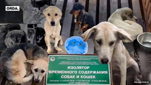 Агрессивных и больных животных хотят убивать в Казахстане