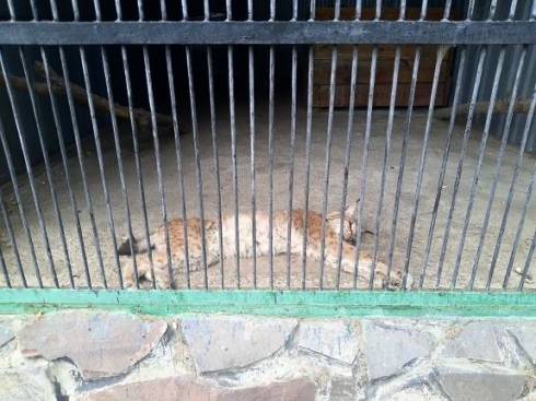 Карагандинцев обеспокоило состояние рыси в городском зоопарке