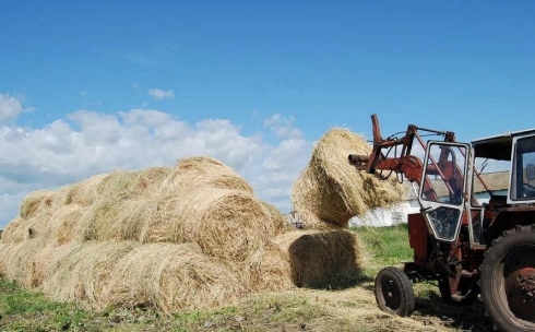 Для успешной зимовки сельхозживотных Карагандинской области требуется заготовить 1,9 миллионов тонн сена