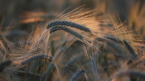 Казахстан сократит посевные площади пшеницы и риса