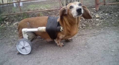 Житель Шахтинска смастерил парализованной собачке инвалидную коляску