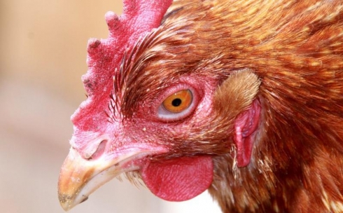 Объемом воды в российской курятине обеспокоены в Минздраве РК