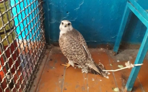 Карагандинец незаконно охотился на птиц в Каркаралинском районе