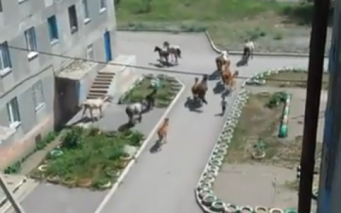В Караганде табун лошадей регулярно пасется возле жилых домов (видео)