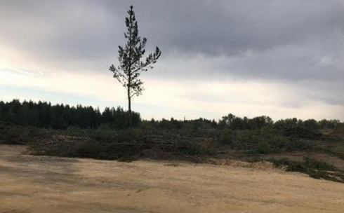 Около 30 деревьев вырубят в березовой роще Караганды из-за строительства дороги