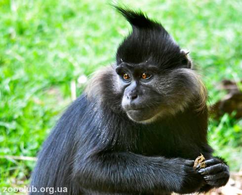 Проказники и озорники: в карагандинском зоопарке появился новый вид обезьян – хохлатые мангобеи