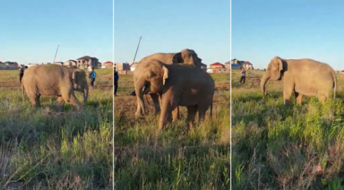 По улицам Караганды водили слонов