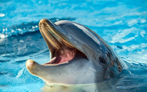 В Караганду приехал передвижной дельфинарий