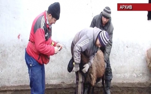 В Темиртау началась вакцинация скота против бруцеллеза