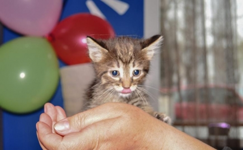 Почти 20 бездомных котят обрели дом на ярмарке кошек