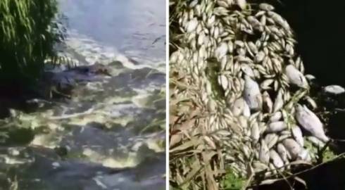 Загадочную гибель рыбы в реке Сокур зафиксировали в Карагандинской области
