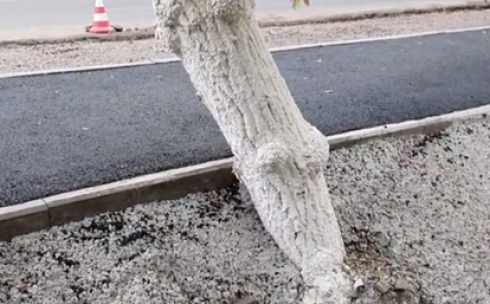В Караганде при благоустройстве пешеходных тротуаров деревья залили бетоном