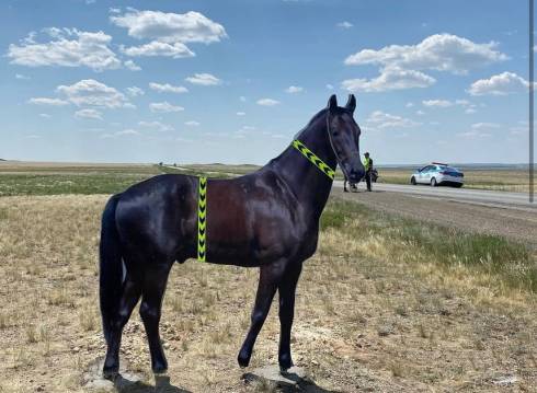 Для снижения аварийности на трассах Карагандинской области устанавливают муляжи лошадей, патрульных и поврежденных машин