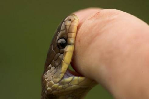Укушенного змеей жителя Жамбылской области спасли медики придорожного пункта