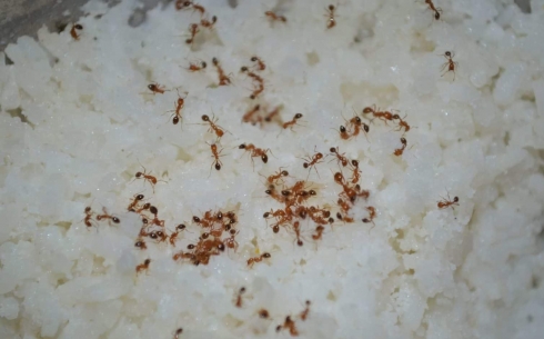 От рыжих муравьев карагандинцам может помочь обработка подвалов