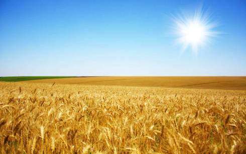 В Карагандинской области пшеницу продолжают «урезать»