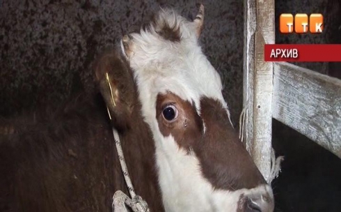 В Темиртау закончилась плановая вакцинация скота