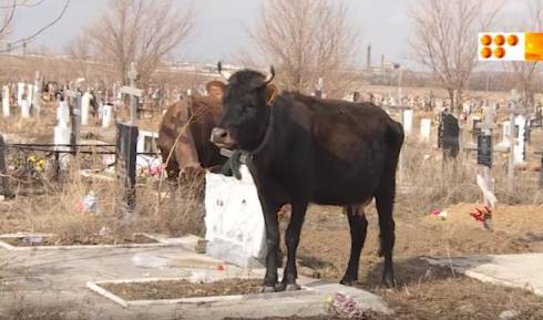 Коровы среди могил возмутили карагандинцев