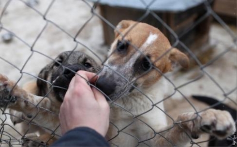 В Темиртау расторгнут договор с предполагаемым собственником будущего государственного приюта для бездомных животных