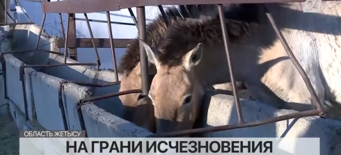 Краснокнижные лошади Пржевальского на грани исчезновения в Казахстане
