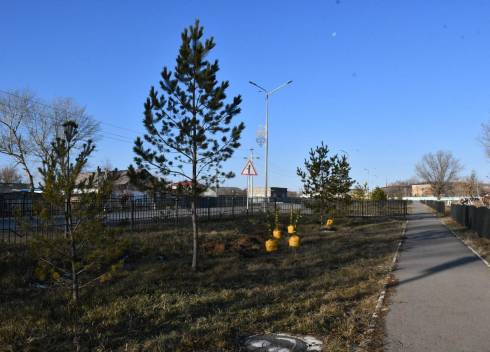 На центральных улицах Осакаровки высадили 70 сосен