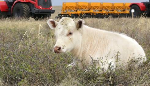 В Карагандинской области до конца 2018 года планируют завершить паспортизацию скота