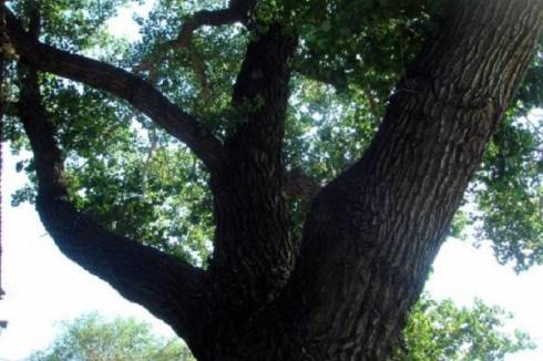 Тело мужчины висело на дереве в Караганде