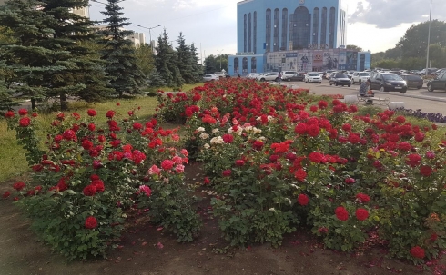 Каждый год в центре Караганды расцветают розы