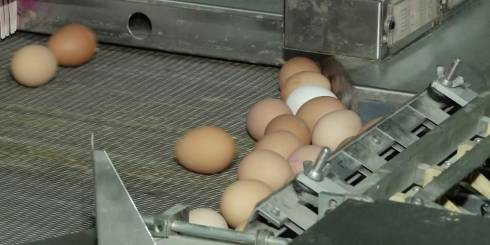 Яйца могут подорожать в Казахстане